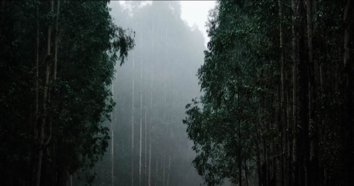 雨季生物质供应如何变化,以及如何据此备料