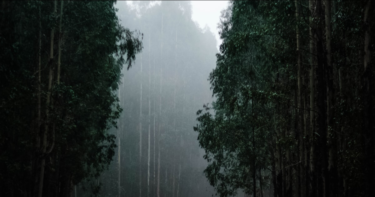 雨季生物质供应如何变化,以及如何据此备料
