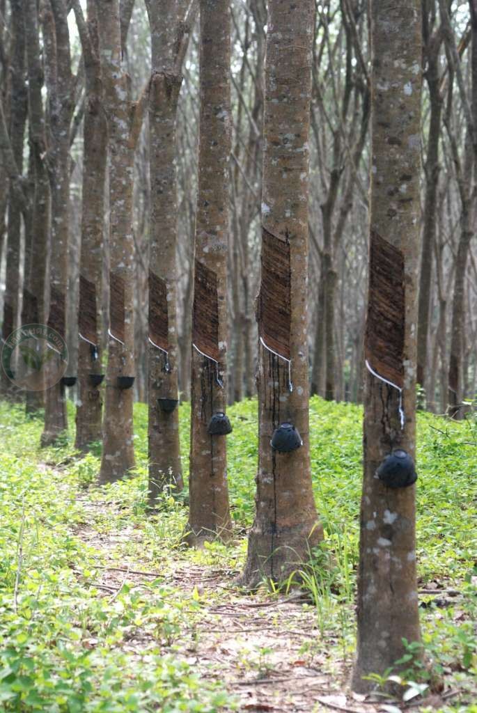 Thailand's rubber-growing regions