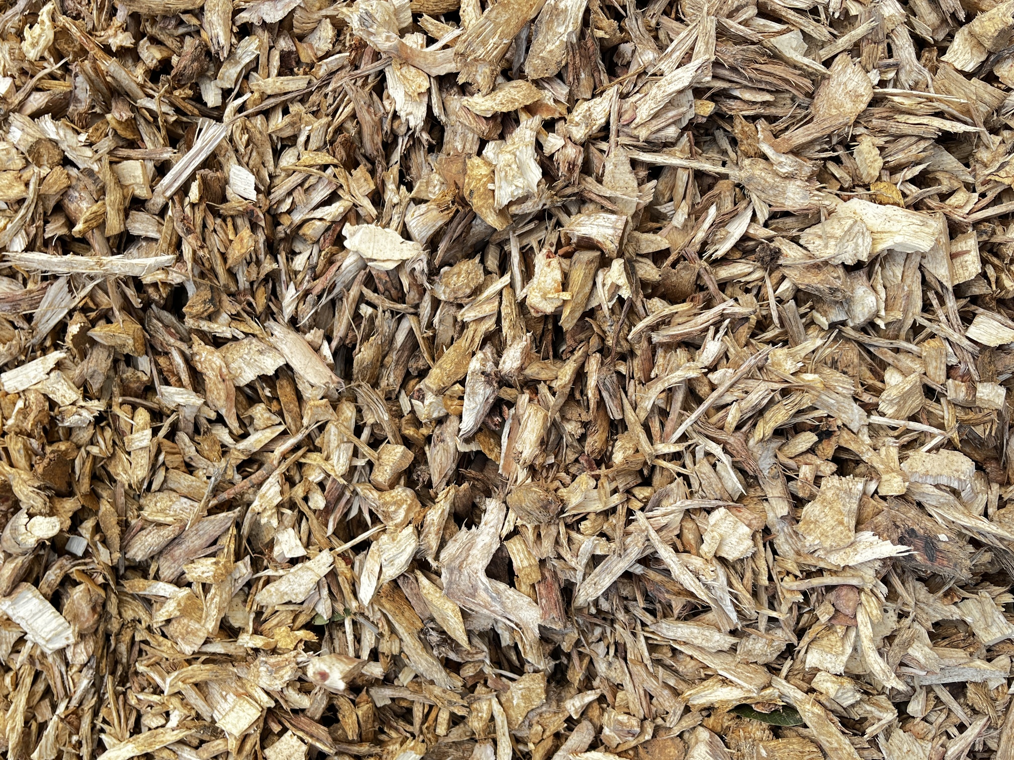 ชิ้นไม้สับ wood chip จากไม้ยางพารา — ตัวอย่างสินค้า NTC Biomass